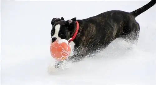 Bokser in de sneeuw