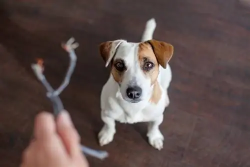 Köpek tarafından çiğnenmiş bir tel tutan kişi