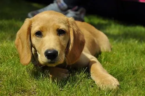 Spanador (Cocker Spaniel & Lab Mix): información, imágenes, hechos