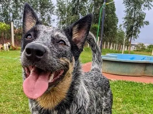 Australian Cattle Dog ข้อมูลการผสมของ German Shepherd: รูปภาพ, อารมณ์ & ลักษณะนิสัย