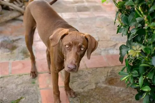 Labmaraner (Labrador & Weimaraner Mix) Informacija, nuotraukos, šuniukai, faktai