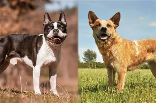 Boston szarvasmarha kutya (Bostoni terrier & Ausztrál szarvasmarha kutya keverék) Információ, képek