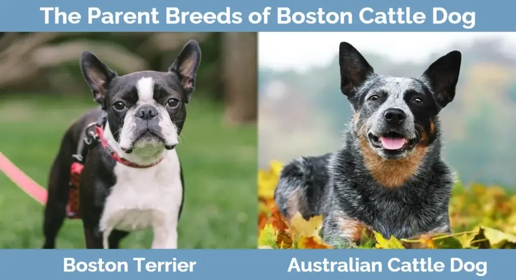 Die Elternrassen des Boston Cattle Dog