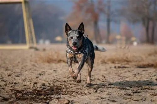 Ang Australian Cattle Dog ay tumatakbo sa baybayin