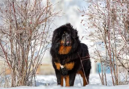 Mountain Mastiff tibetansk