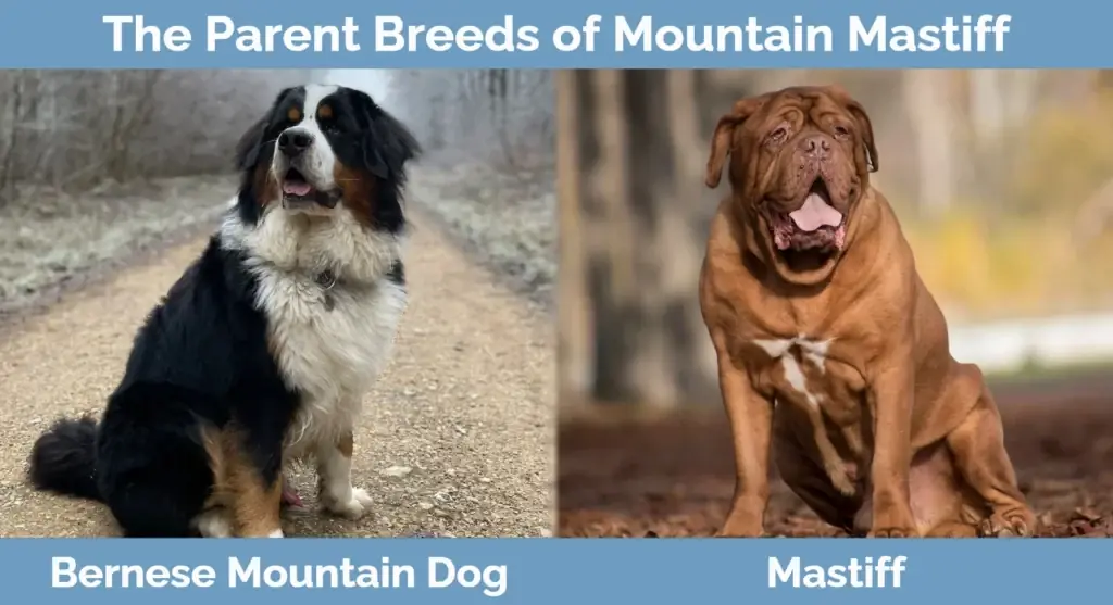 Οι μητρικές ράτσες του Mountain Mastiff