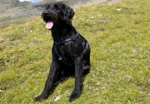 Schnauzer gigante en el campo