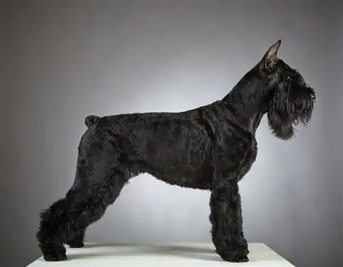 Schnauzer gigante