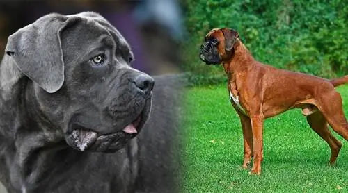 Cane Corxer (Cane Corso & Boxer Mix) Bilder, info, fakta, egenskaper