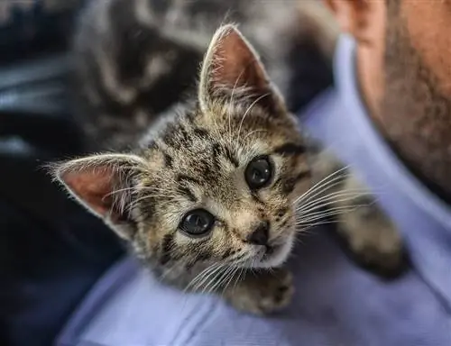 Dragão Li gatinho