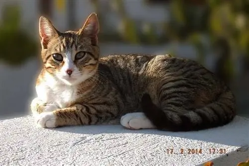 Dragão Li gato sentado com luz do sol