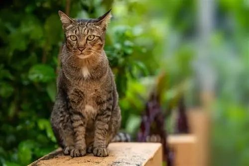 Dragon Li Cat (chinês Li Hua): Imagens, Temperamento & Traços