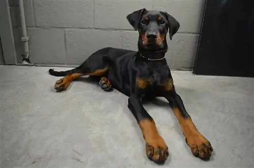 dobermann pinscher pup