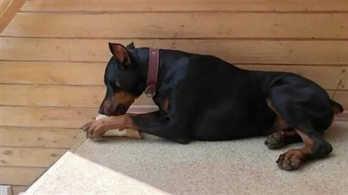 Doberman Pinscher σκύλος ξαπλωμένος στο πάτωμα ροκανίζοντας ένα μεγάλο κόκκαλο