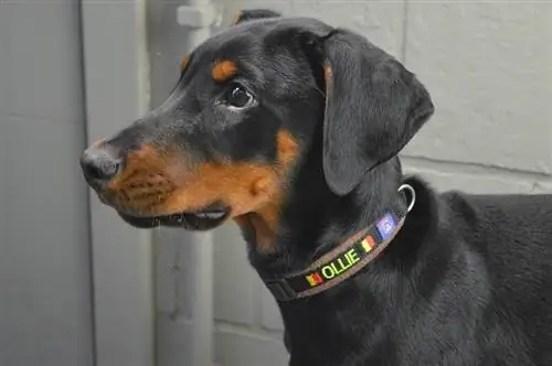 Doberman Pinscher it cinsi haqqında məlumat