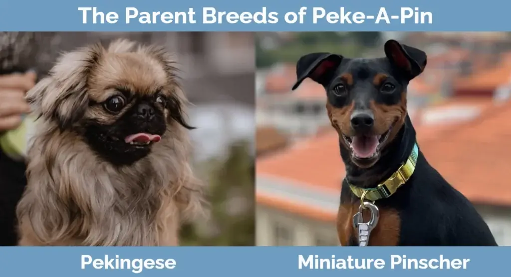 Les races parentales de Peke-A-Pin