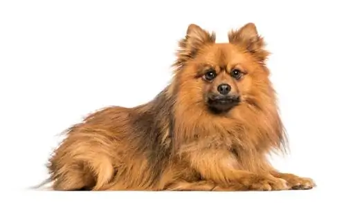 Pom-Kee (Pomeranian & Keeshond Mix) ข้อมูล รูปภาพ ข้อเท็จจริง ลักษณะ