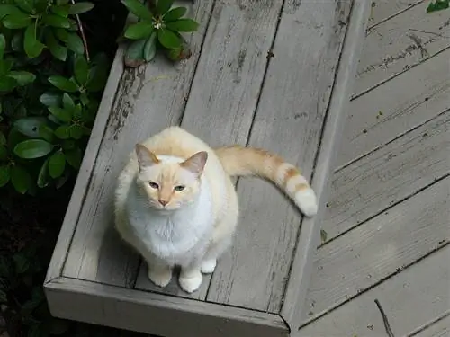 Gatto siamese a punta di fiamma seduto