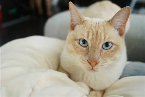 close-up Vlampunt Siamese kat