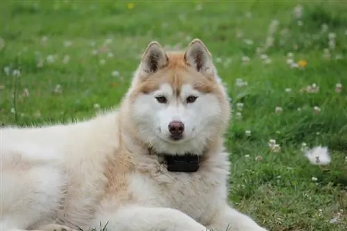 medyo husky