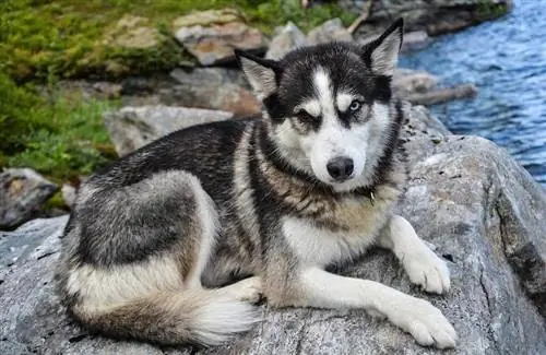 husky