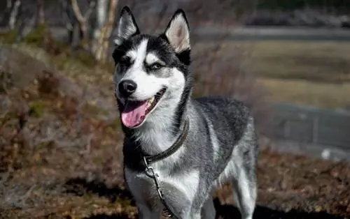 husky sonriente