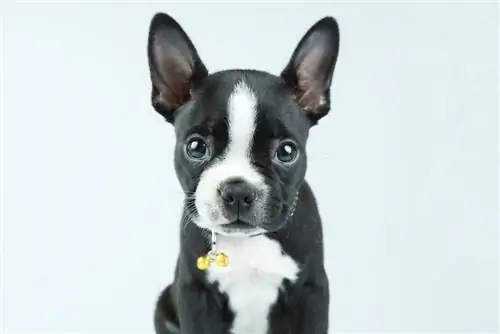 Boston Huahua (Boston Terrier & Chihuahua Mix) Πληροφορίες, φωτογραφίες, γεγονότα