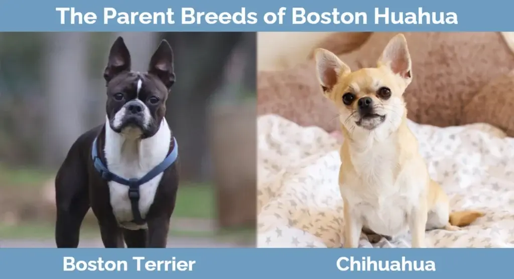 Le razze dei genitori di Boston Huahua