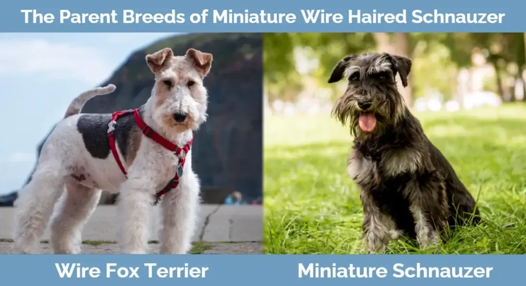 Breed induk Schnauzer Berambut Kawat Miniatur