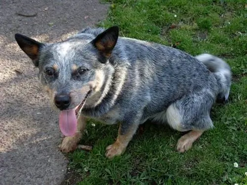 Box Heeler Psie plemeno