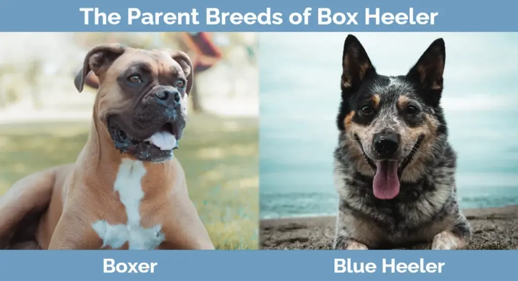 Les races parentals de Box Heeler