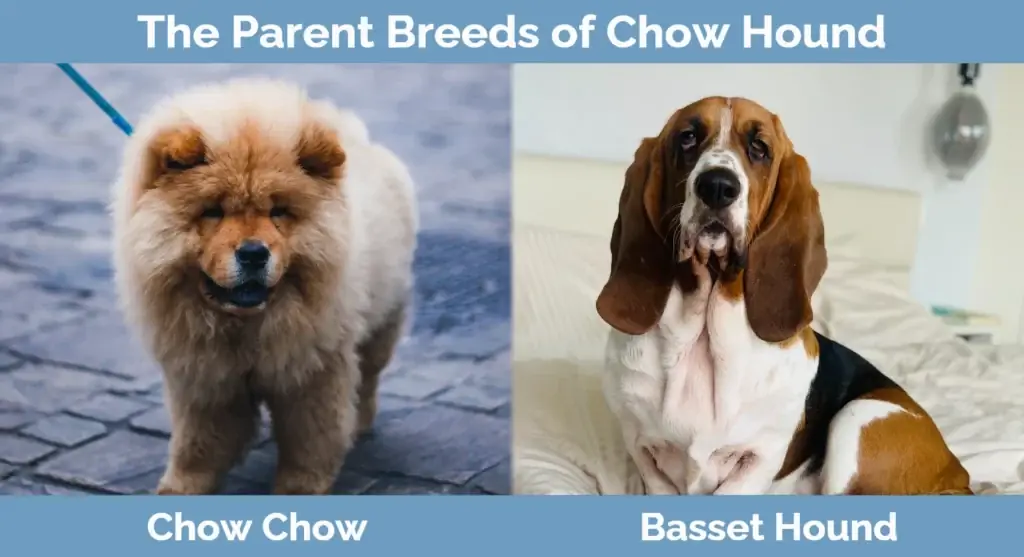 Las razas progenitoras del Chow Hound