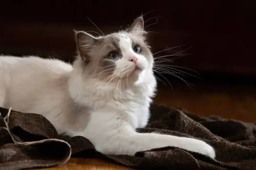 Ragdoll Cat: معلومات السلالة ، الصور ، الرعاية ، السمات & حقائق