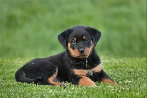 Rottweiler kutyafajta kölyökkutya