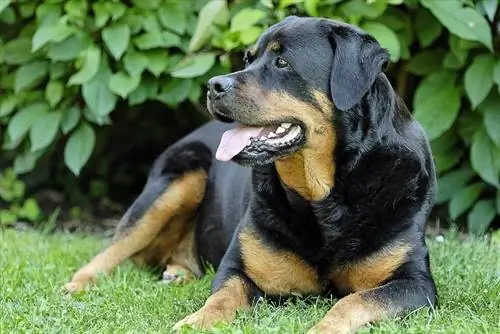 Rottweiler kutyafajta információ