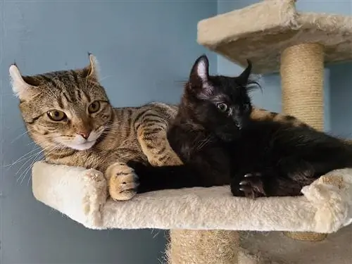 Twee hooglanderkatten die samen in een kattentoren rusten