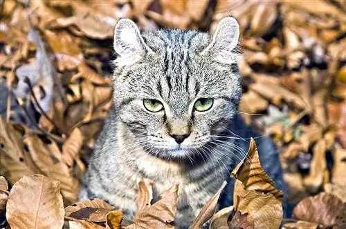 Highlander Cat: Зураг, Темперамент & шинж