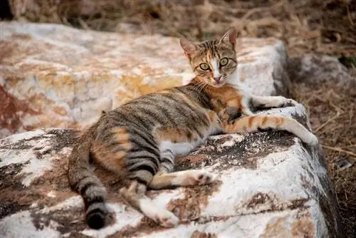 Información de la raza del gato Sokoke: Imágenes, temperamento & Rasgos