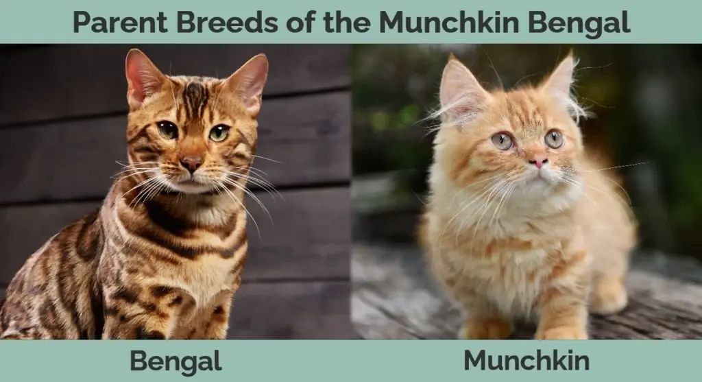 Raças parentais do Munchkin Bengal