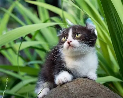 Das kleine Kinkalow-Kätzchen sitzt auf einem Stein im Garten