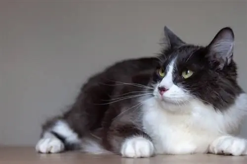 gato doméstico de pelo médio deitado dentro de casa