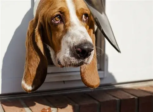 Basset hound tímido enfiando a cabeça para fora da porta do cachorro