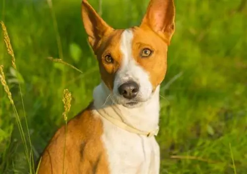 câine basenji culcat în aer liber