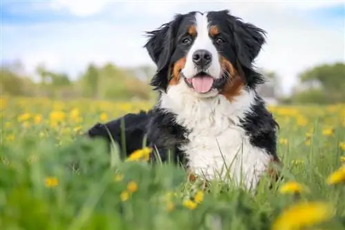 bernese mountain dog feliz em campo