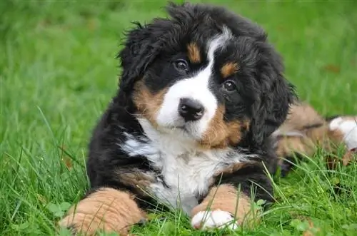 Um filhote de cachorro Bernese Mountain Dog