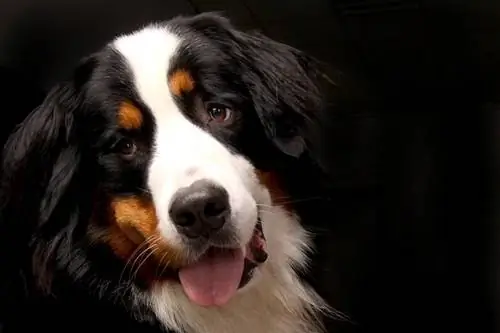 Informações sobre a raça do Bernese Mountain Dog