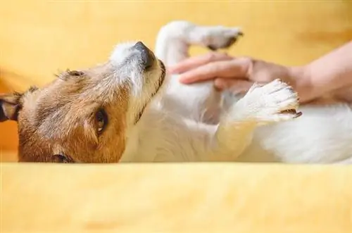 Frau streichelt und massiert den Bauch von Haushunden auf der Couch