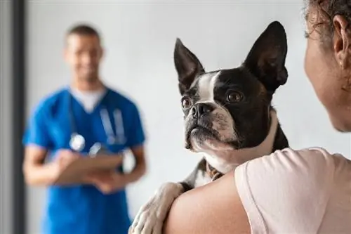 Boston Terrier veterinere gidiyor