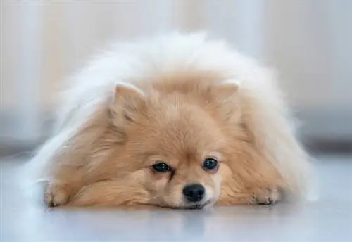 pomeranian ውሻ መሬት ላይ ተኝቷል