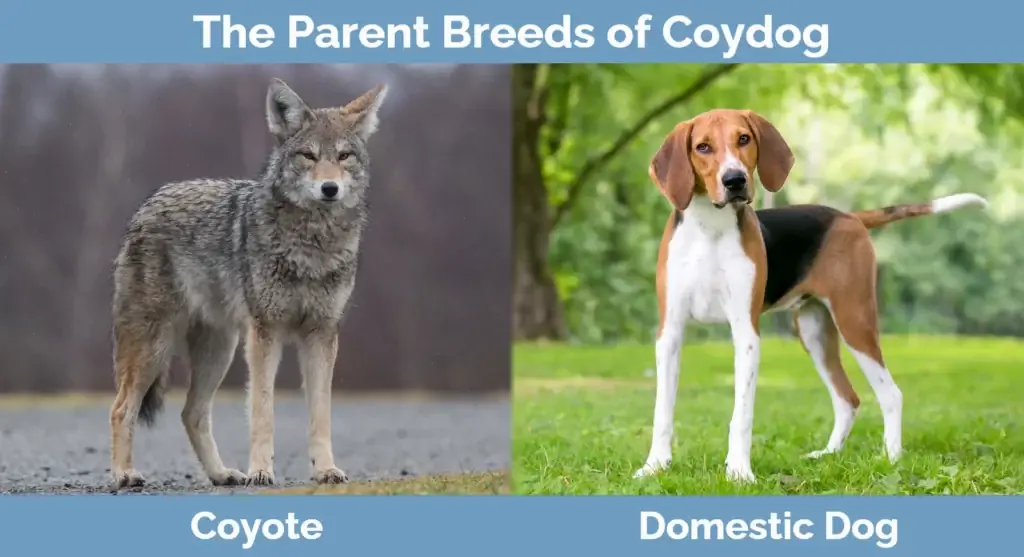 Las razas progenitoras de Coydog